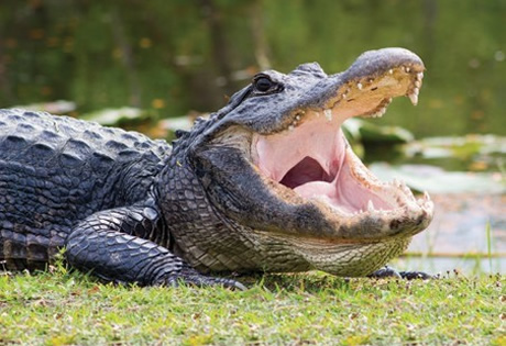 Wild crocodile on the grass