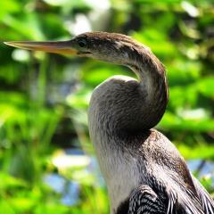 Anhinga Trail