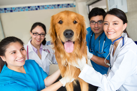 Veterinarians holding dog